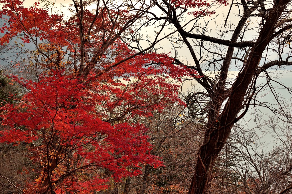 支笏湖　散りゆく紅葉