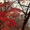 支笏湖　散りゆく紅葉