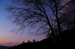 支笏湖　夜明け前の樹
