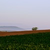 美瑛　霞む秋の丘
