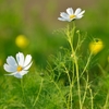 秋を告げる花