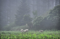 朝靄にかすむ羊たち