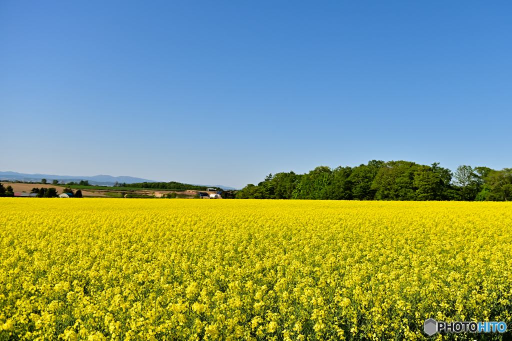 菜の花の季節