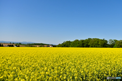 菜の花の季節