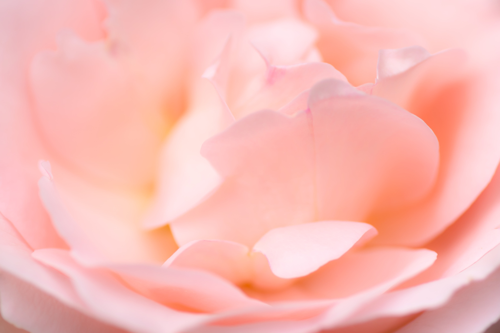 ガーデンの薔薇　