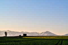 美瑛　小屋のある春風景