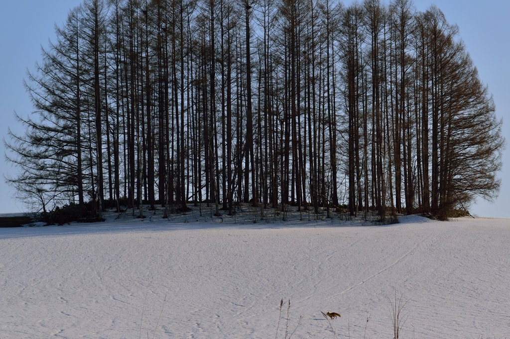 春の雪原を翔ける