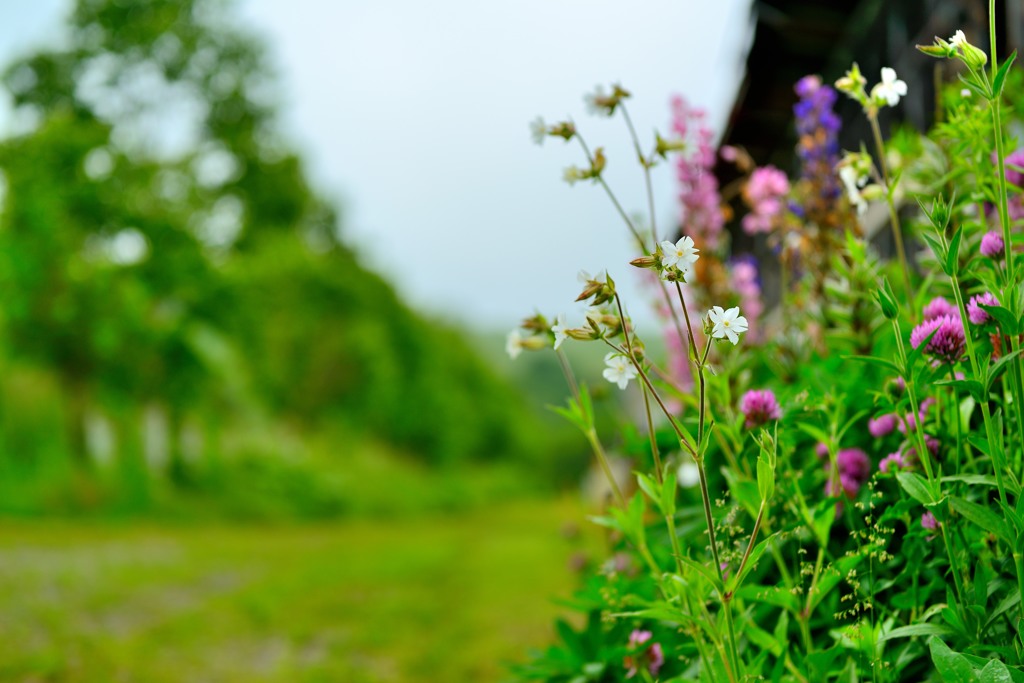 野道に咲いた草花