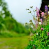 野道に咲いた草花