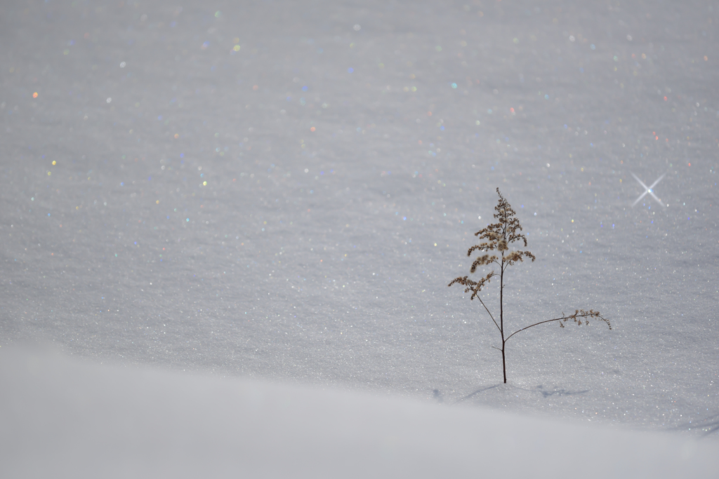 雪原の星