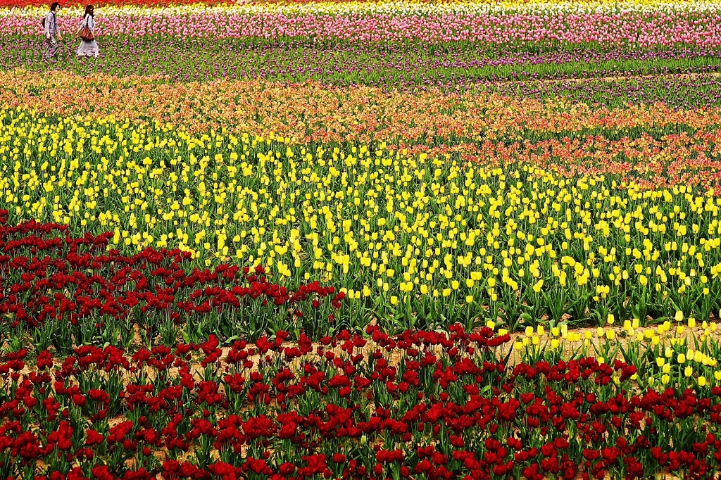 『tulip #10』