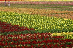 『tulip #10』