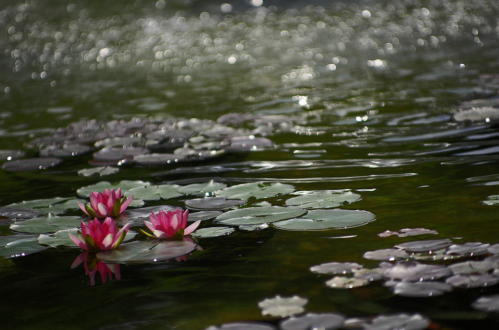 『water lily』