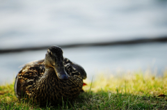 『aflac』