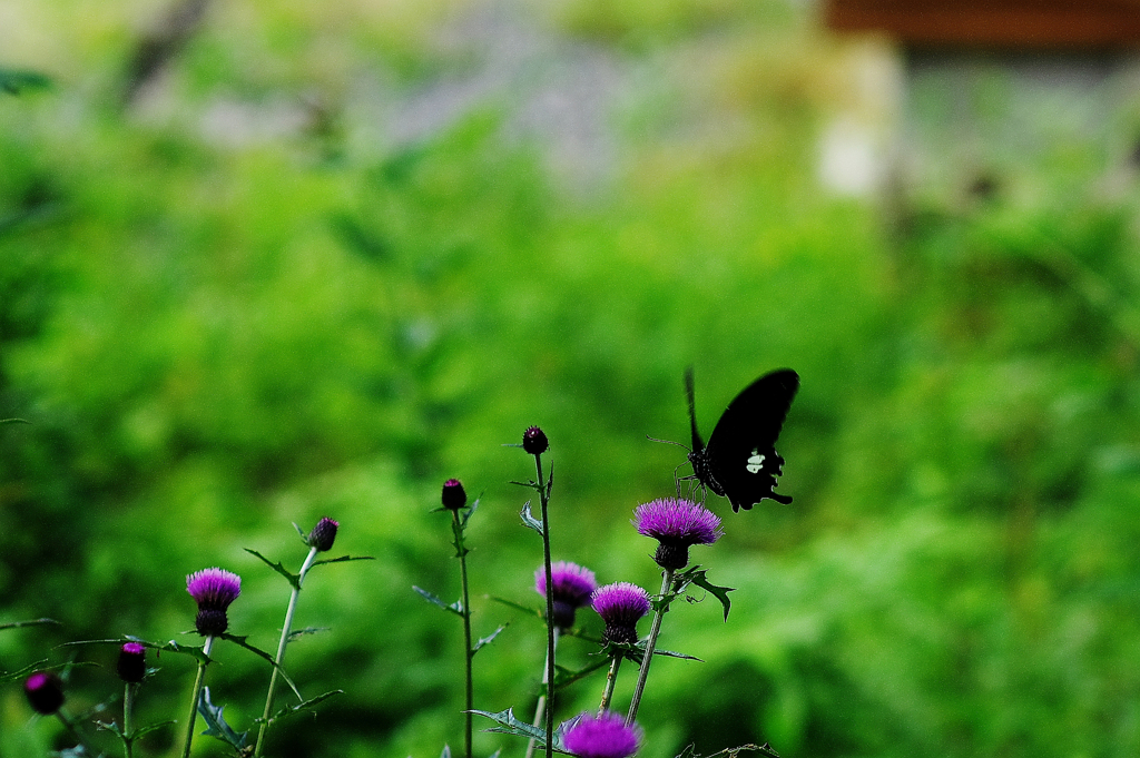 『butterfly』