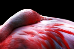 『scarlet』