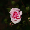 『rose』