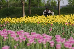 『tulip #2』