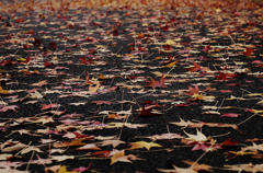 『leaf fall』