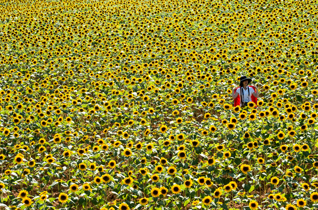 『sunflower』