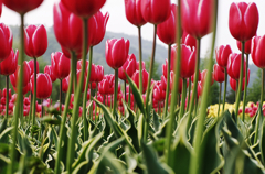 『tulip #9』