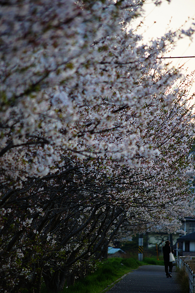 『桜路』