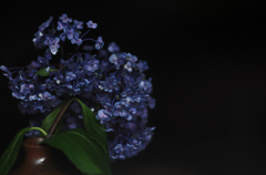 『紫陽花』