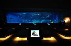 『aquarium』