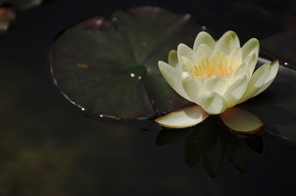 『water lily』