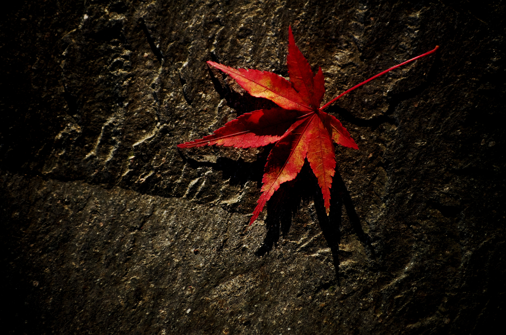 『red leaf』