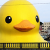 『piyo #14』