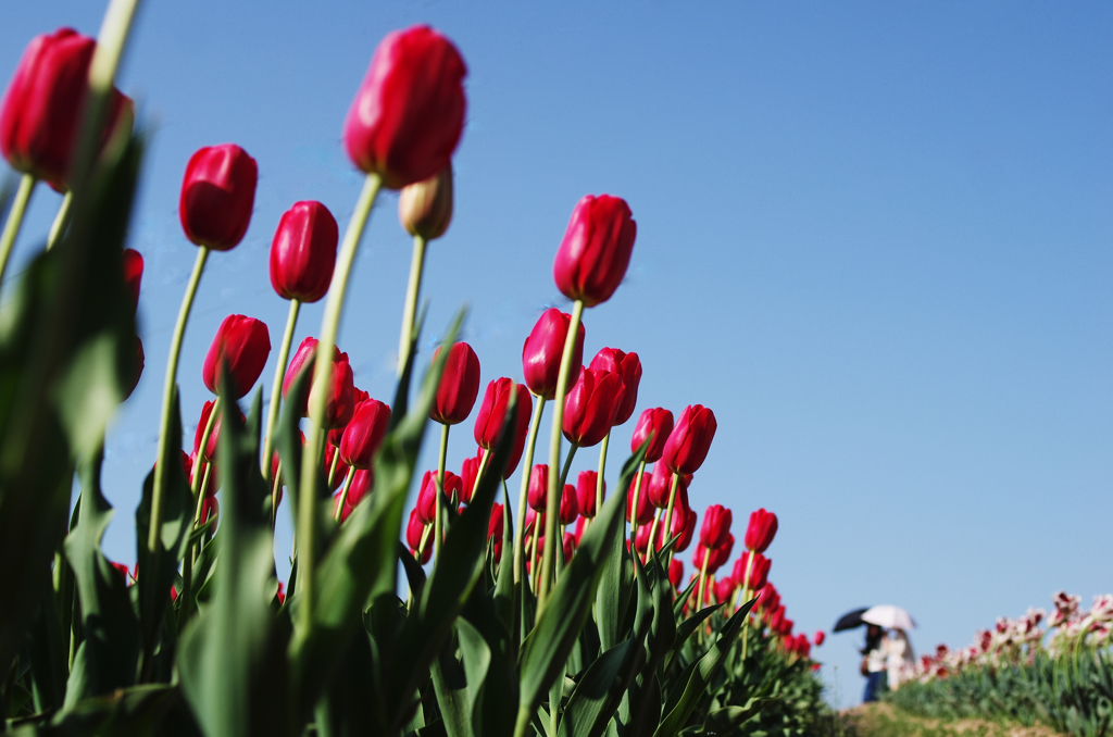 『tulip』