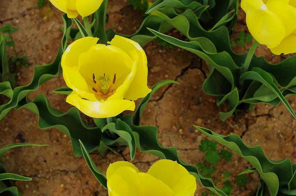 『tulip #7』
