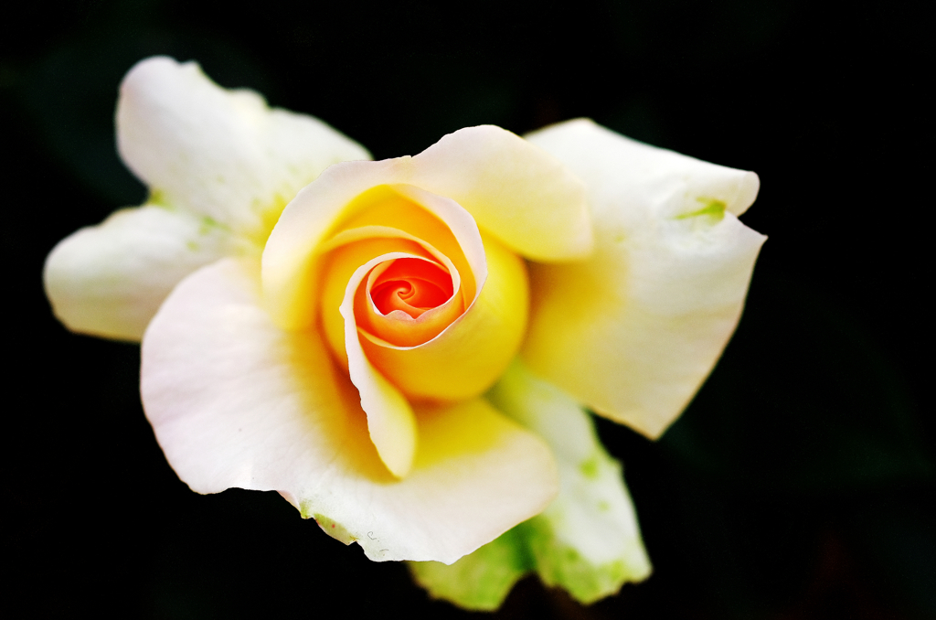 『rose』