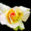『rose』