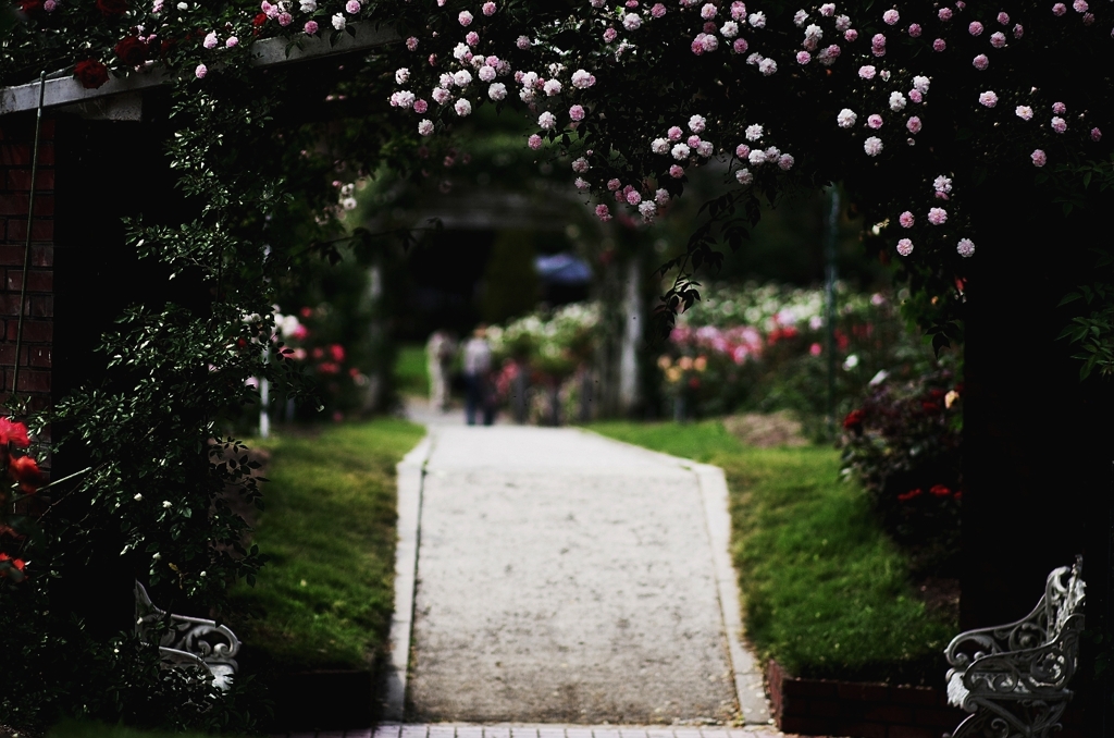 『rose garden』