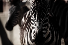 『zebra』