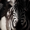 『zebra』