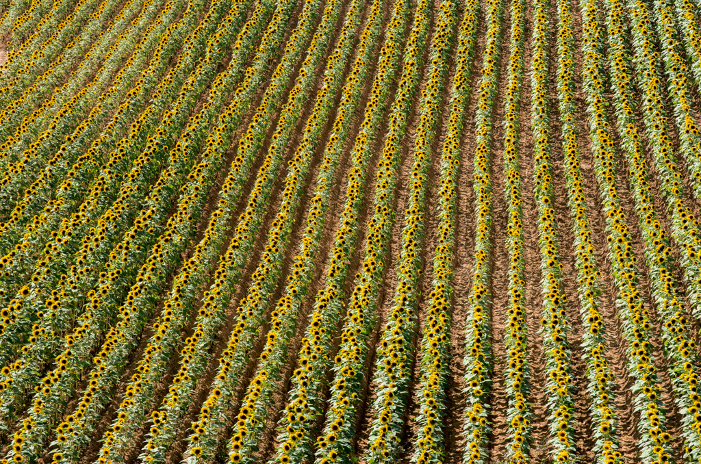 『sunflower』