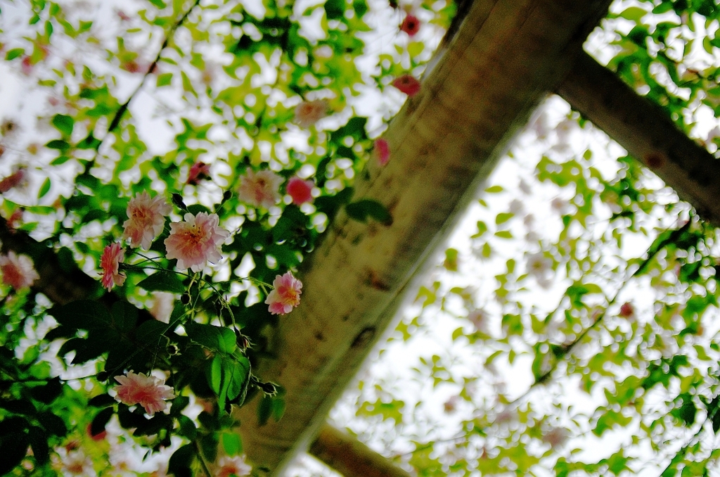 『枝垂れ薔薇』