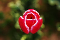 『tulip #11』