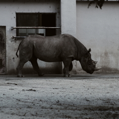 『Ceratotherium simum』