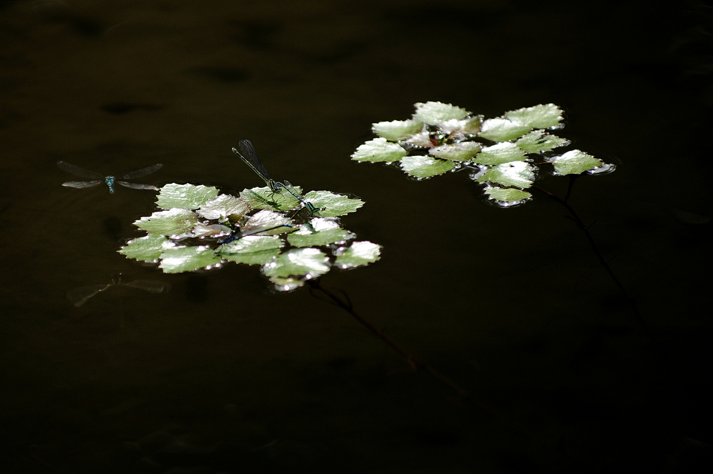『dragon-fly』