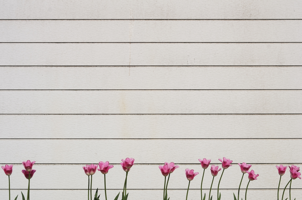『tulip』