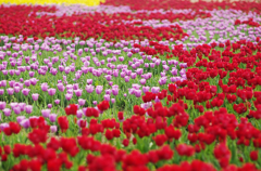 『tulip #16』