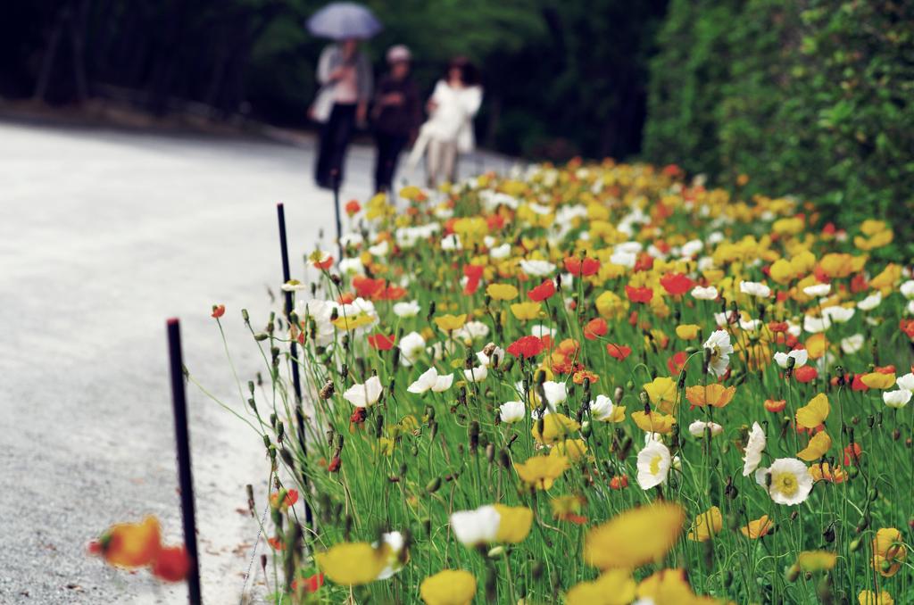 『promenade』