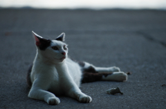 『ねこ』