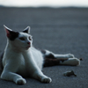 『ねこ』