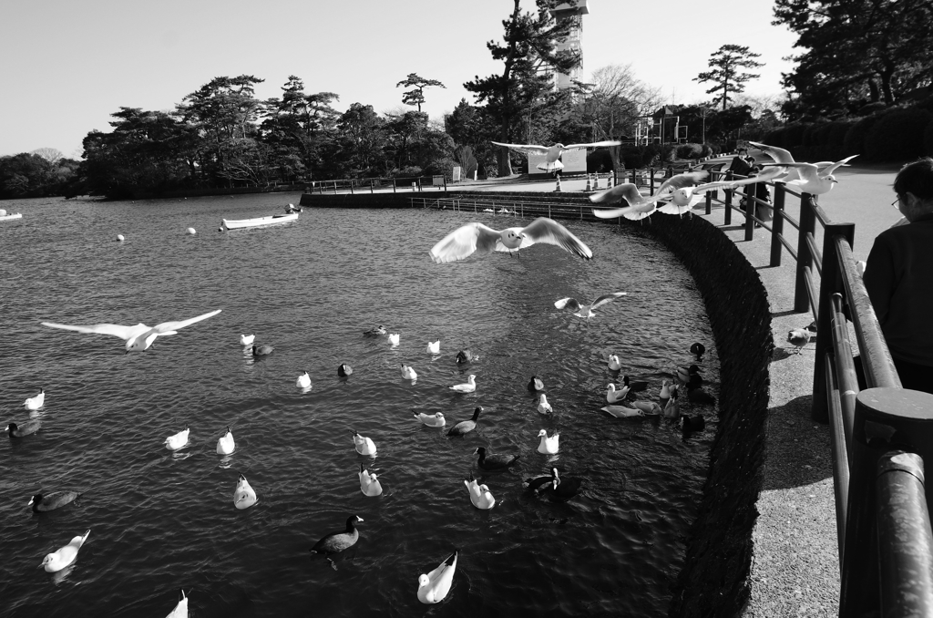 『wings Ⅳ』
