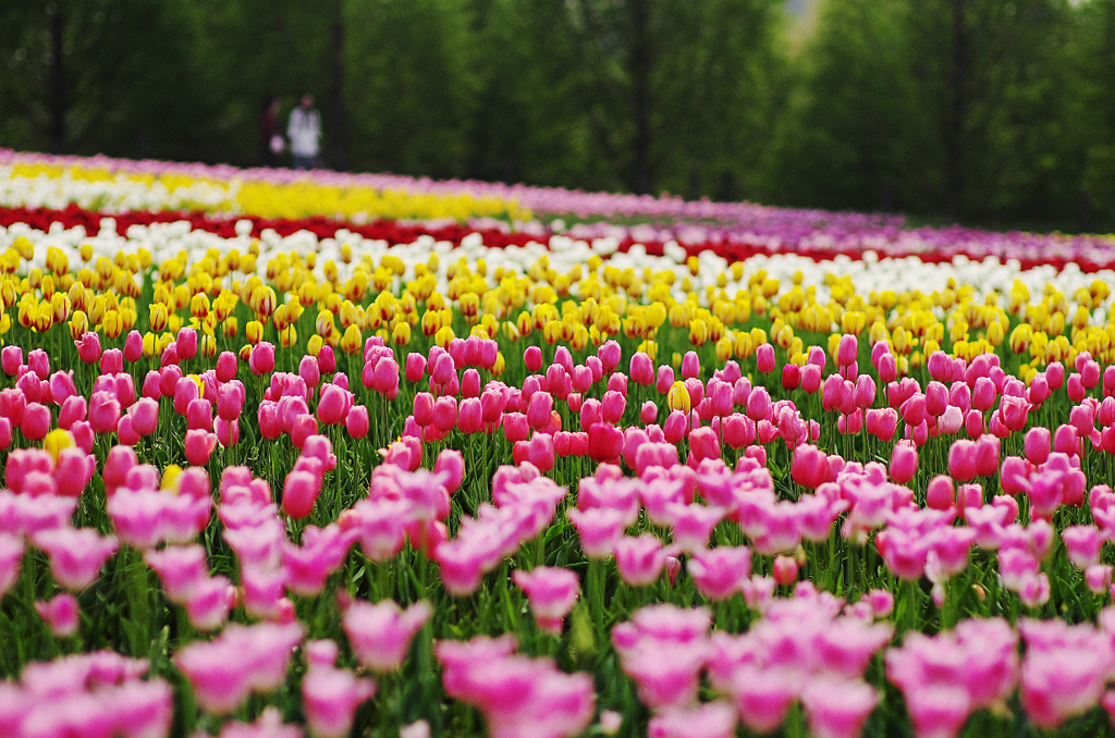 『tulip #5』